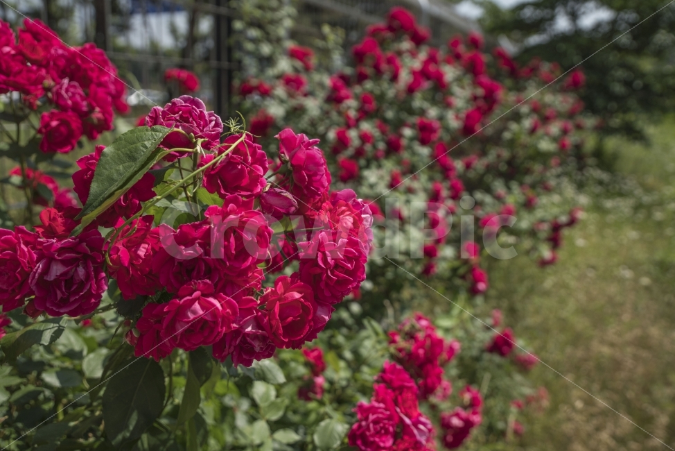 꽃,여름,장미,붉은꽃,빨강,식물,자연,plants,nature,꽃,flower
