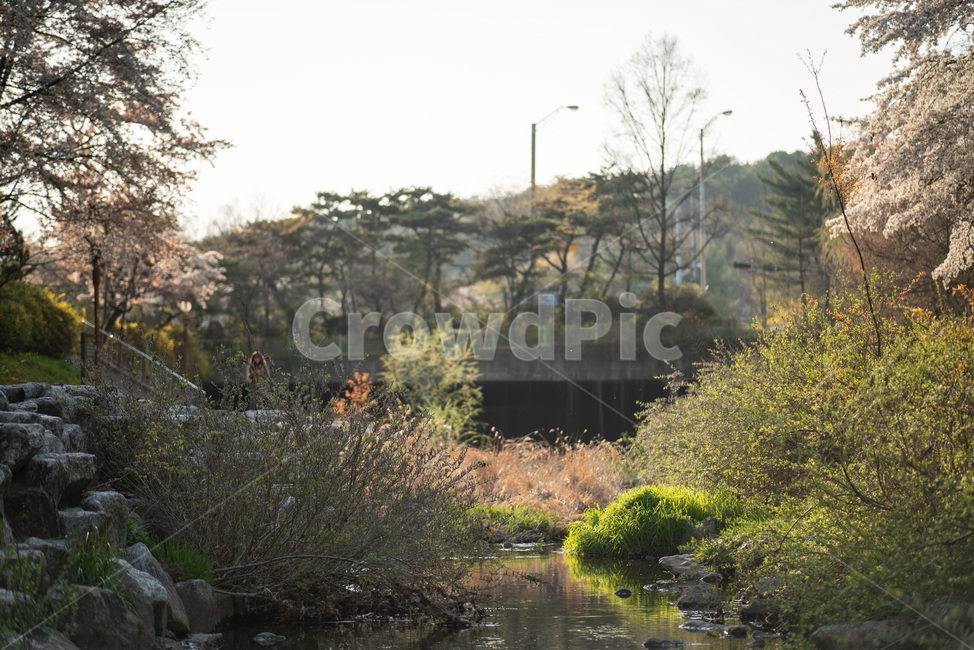 분당,탄천,봄,오후,해질녘,자연,풍경,nature,landscape,water,물,outdoors,옥외,land,땅,ditch,도랑