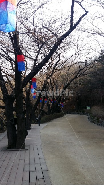 청사초롱,벚꽃축제,벚꽃길,청서초롱길,벚꽃
