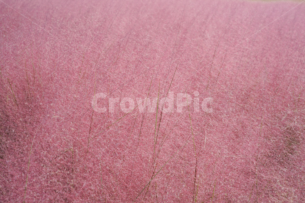 핑크뮬리,가을,핑크,pink,pinkmuhlygrass,핑크갈대,갈대,그라스,가을,계절,fall,autumn,season