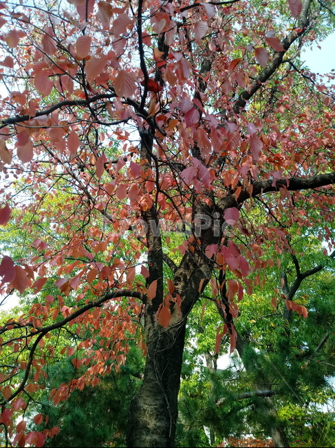 가을,단풍,낙엽,maple,plant,식물,단풍나무,단풍잎,leaf,잎,tree,나무,계절,fallautumnseason,가을단풍,자연,풍경,경치,가을,계절,fall,autumn,season,식물,자연,plants,nature,나무,trees,wood