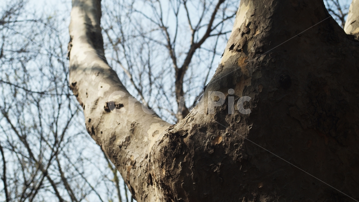 나무,나뭇가지,겨울,단단한,껍질,뿌리,식물,자연,plants,nature,나무,trees,wood