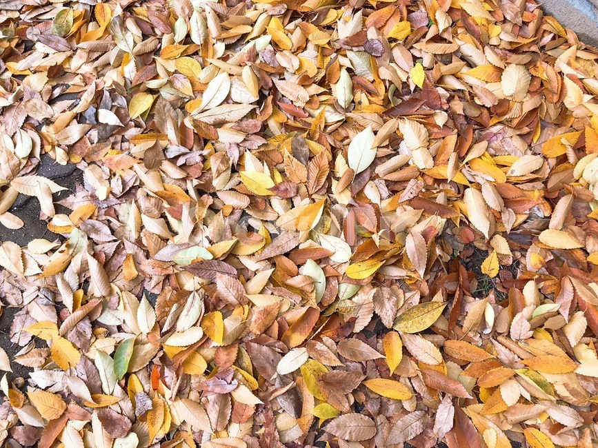 가을,낙엽,낙엽잎,나뭇잎,단풍,가을느낌,잎사귀,fall,fallenleaves,가을,계절,fall,autumn,season,plant,식물