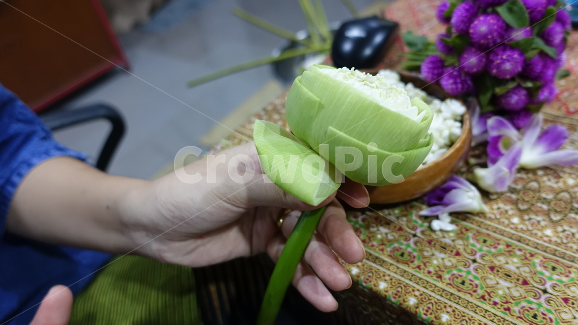 plant,식물,연꽃,초록,flower,lotus