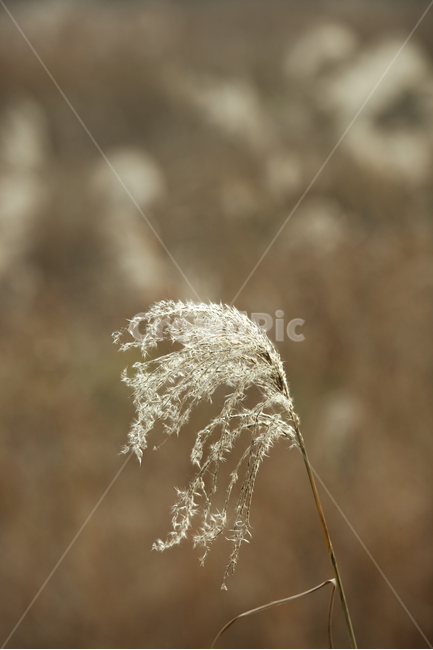 가을,가을풍경,가을갈대,갈대,갈대숲,자연,계절,fallautumnseason,식물,plants,가을,계절,fall,autumn,season,식물,자연,plants,nature,grass,잔디,plant,lawn,reed