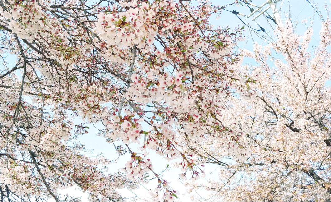 봄꽃,벚꽃,개화,나무,cherryblossoms,flower,봄,spring,봄,계절,spring,season,식물,자연,plants,nature,꽃,flower,plant,blossom