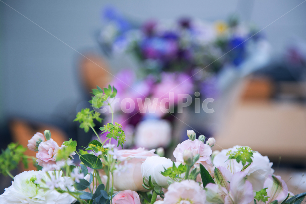 장미,꽃,꽃배경소스,장미클로즈업,하얀색,식물,자연,plants,nature,꽃,flower,실내용화초,화분,화초,house plant,인테리어,실내디자인,interior design