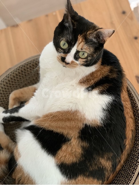 삼색냥,고양이,냥이,한국고양이,마징가귀,동물,cat,애완동물