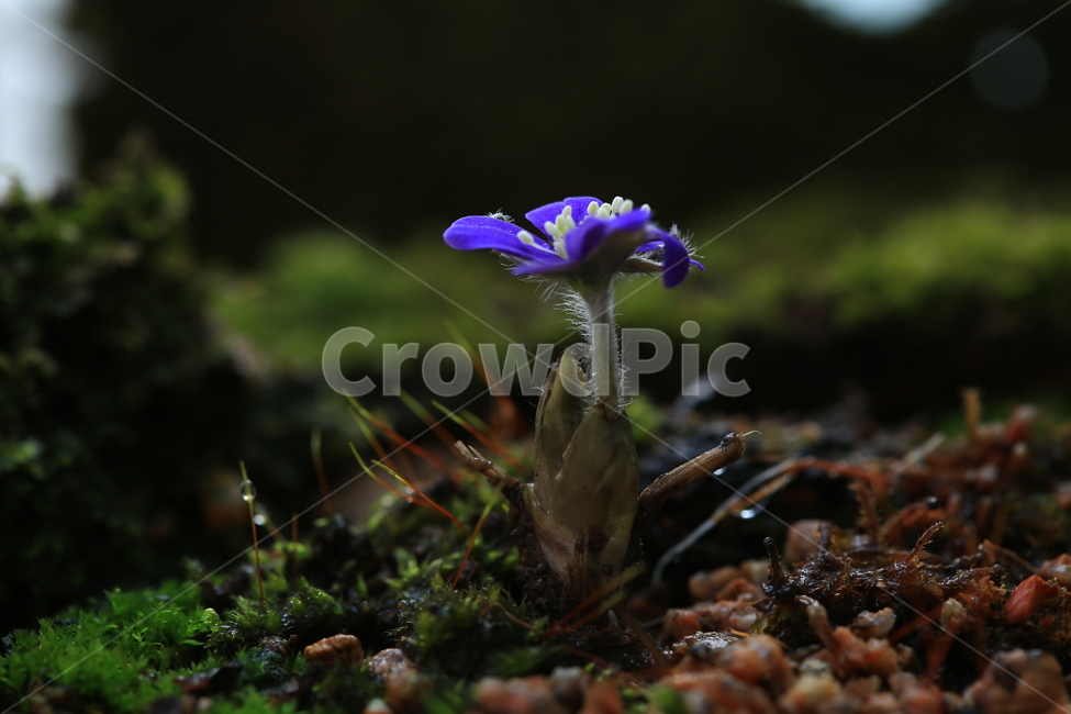 moss,이끼,plant,식물,blossom,flower,꽃,노루귀,청노루귀,털,노루귀털,식물,자연,plants,nature,꽃,flower