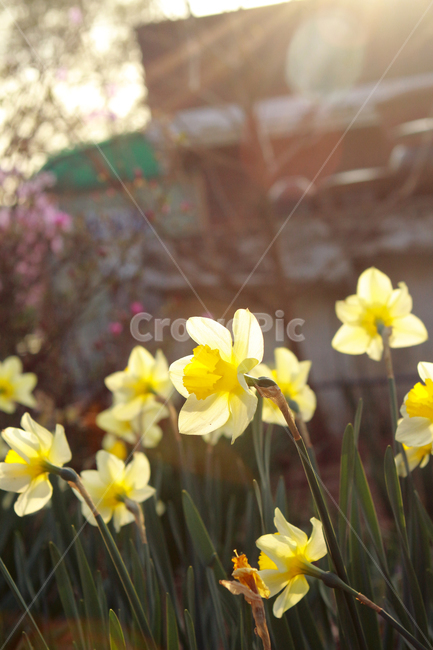 꽃,flower,narciscuss,수선화,봄꽃