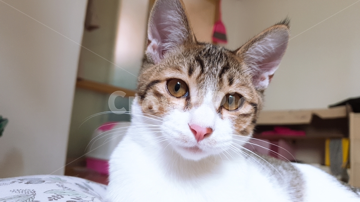 고양이,코숏,얼굴확대,집냥이,개냥이,동물,animal,포유류,mammal,고양이,cat,kitten,kitty