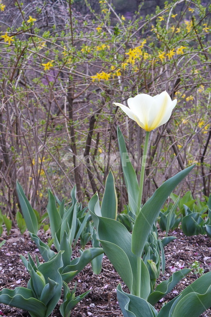 식물,꽃,flower,노란꽃,이쁜꽃,식물,자연,plants,nature,꽃,flower