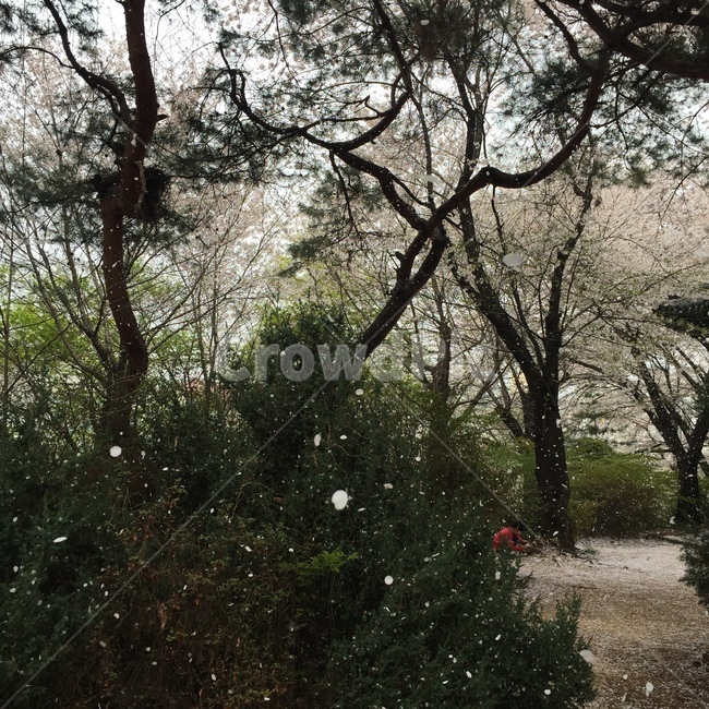 벚꽃,나무,식물,자연,흩날리는,봄,계절,spring,season,식물,자연,plants,nature,나무,trees,wood,tree,plant,vegetation,초목