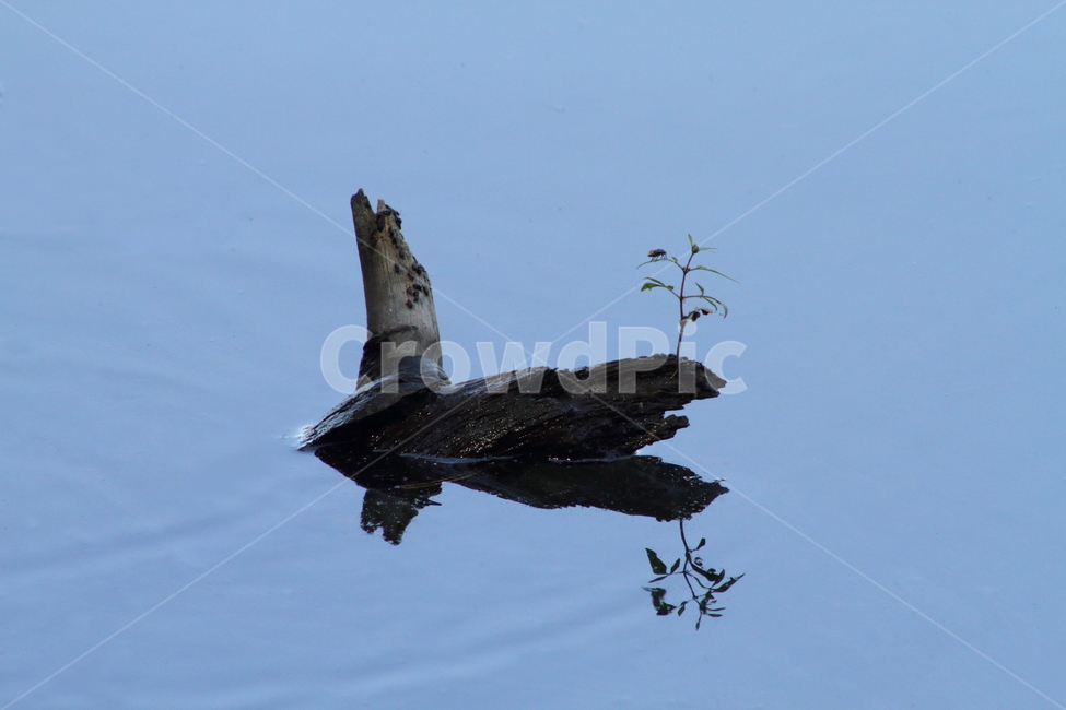 나무,물,반영,그림자,reflection,식물,자연,풍경,nature,landscape,bird,새,animal,동물