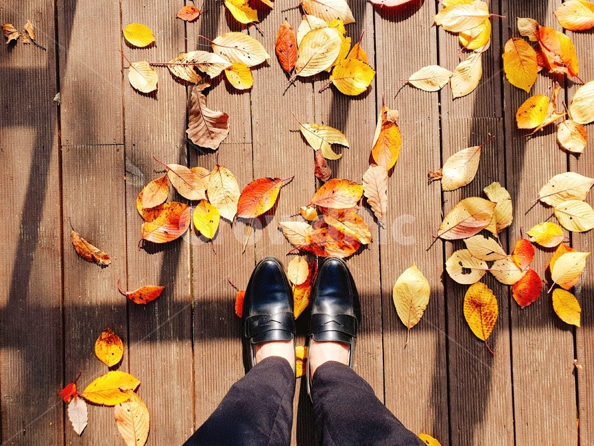 낙엽,단풍,햇살,그림자,가을,autumn,fall,sunshine,trace,가을,계절,fall,autumn,season