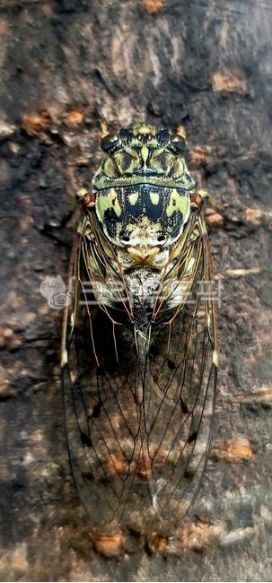 cicada,insect,summer insects,summer,protective color