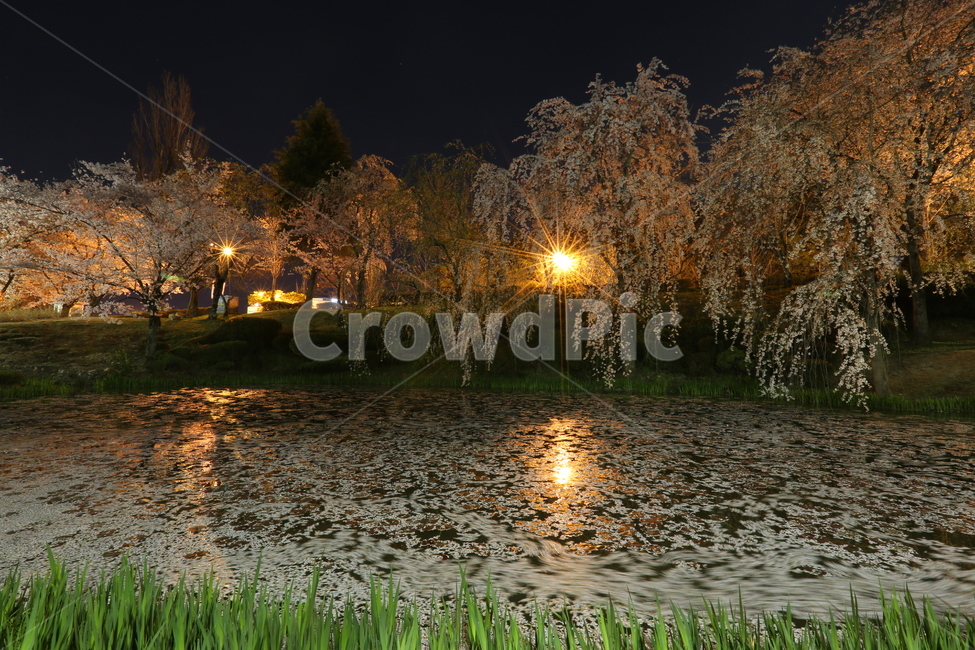 벚꽃,경주,야경,보문정,여행,풍경,호수,경치,자연,풍경,nature,landscape,한국자연풍경,한국자연경관,korea nature landscape,야경,밤,nightscape,night,water,물,outdoors,옥외