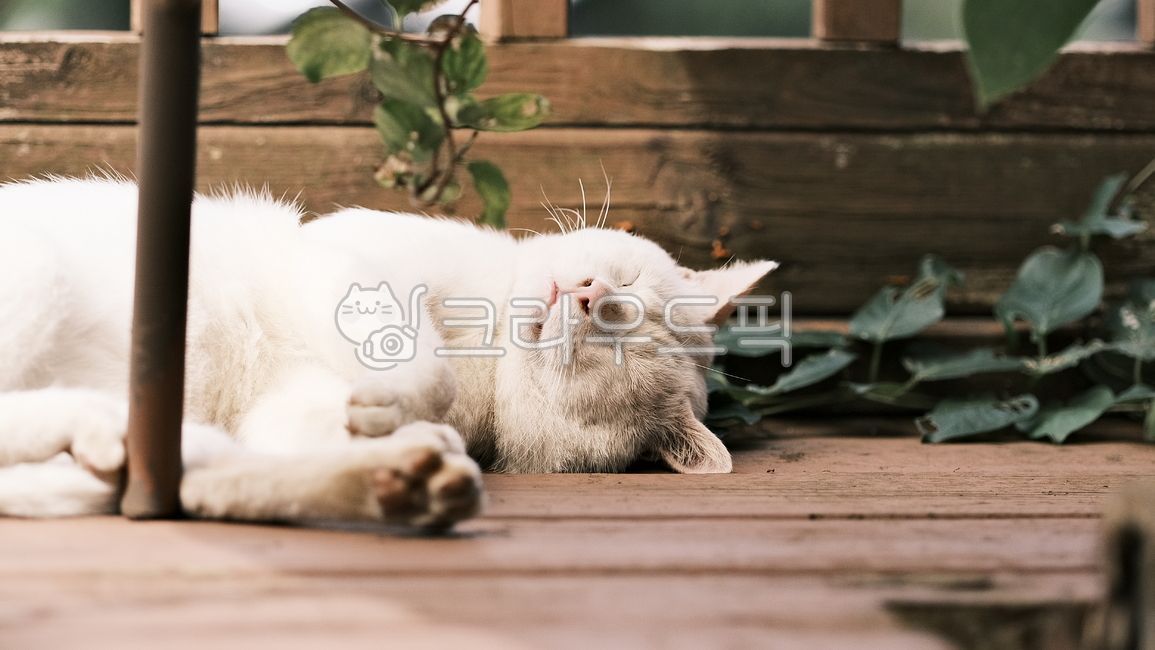 Odd Eye,jelly cat,alleycat,cute cat,cute,cat paws,stray cat,mammal,white cat,cat,oddeye,streetcat,animal,dad cat,mammalia,whitecat
