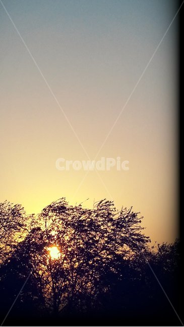 노을,나무,흔들림,나부낌,하늘,감성,자연,풍경,nature,landscape,outdoors,옥외,sunlight,햇빛,flare,플레어,light,빛,sky