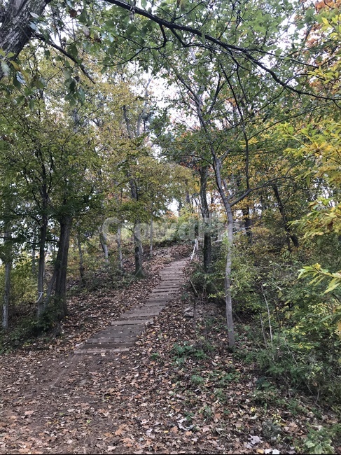 등산,등산로,나무,계단,산길,자연,풍경,nature,landscape,ground,바닥,tree,plant,식물