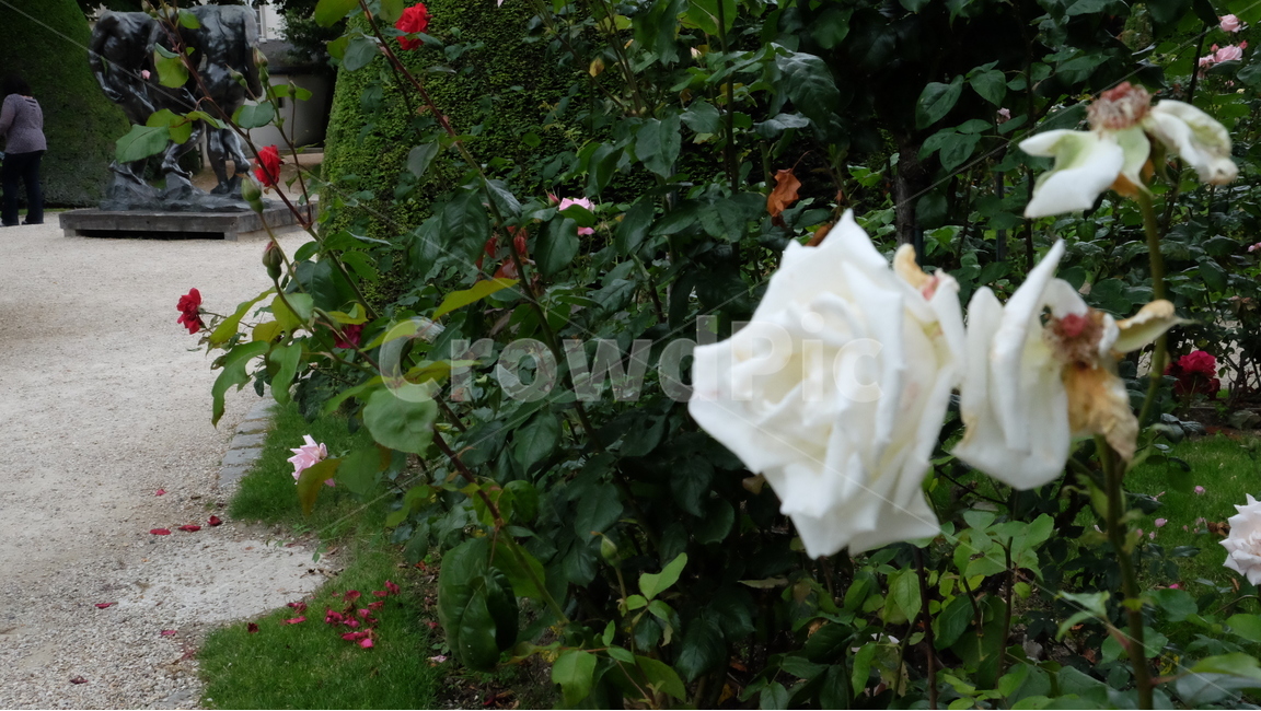 장미,하얀장미,봄,꽃,식물,봄,계절,spring,season,식물,자연,plants,nature,꽃,flower,plant,blossom,rose