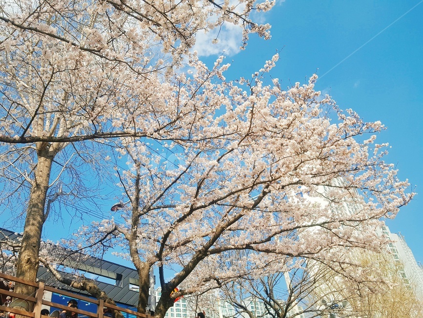 벚꽃,온천천,맑음,봄,꽃잎