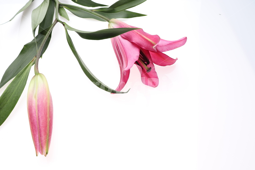 꽃,봄,분홍,꽃봉오리,스튜디오,studio,flower,spring,pink,blossom,예쁜,봄꽃