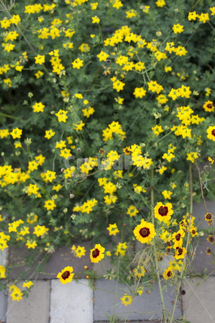 field,들,plant,기생초,꽃,꽃잎,식물,자연,들판,식물,자연,plants,nature,꽃,flower