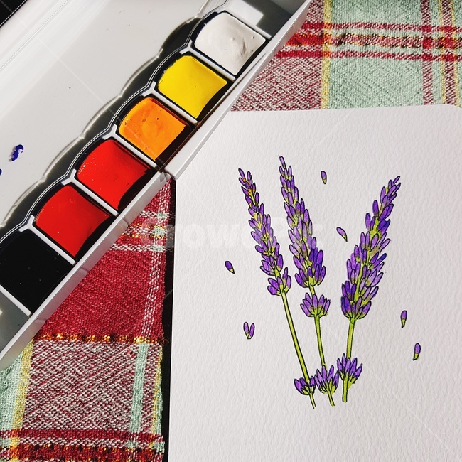 라벤더,일러스트,수채화,여유,그림,lavender,illustration,draw,drawing