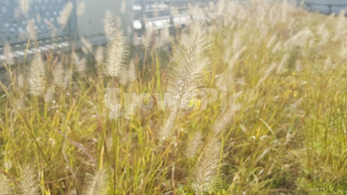 식물,갈대,plant,reed,가을식물,가을
