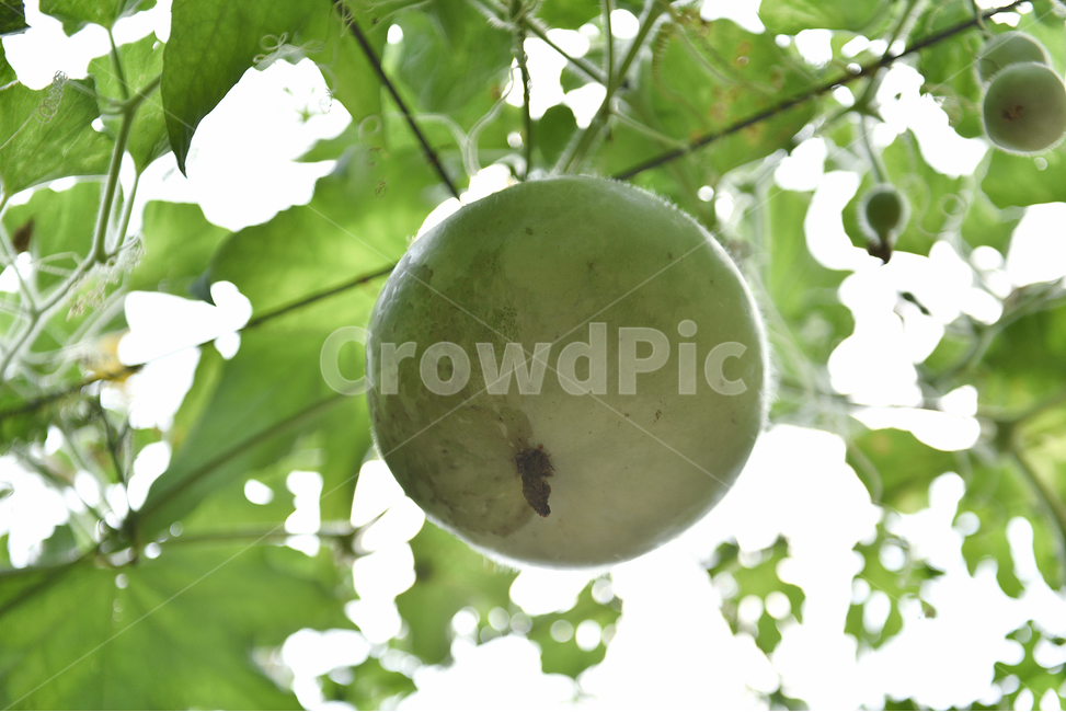 문수사,사찰,절,표주박,plant,식물,food,음식,배경사진,웰빙,초록색,green,과일,열매,fruit