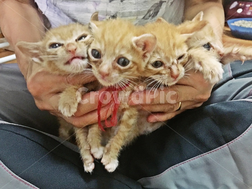 고양이,코숏,치즈코숏,코리아숏헤어,새끼고양이,아깽이,캣초딩,애기고양이,cat,반려묘,반려동물,동물,새끼,아기,애기,animal,동물,animal,포유류,mammal,고양이,cat,kitten,kitty