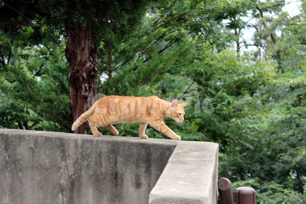 고양이,길고양이,동물,유기묘,살금살금,동물,animal,포유류,mammal,고양이,cat,kitten,kitty