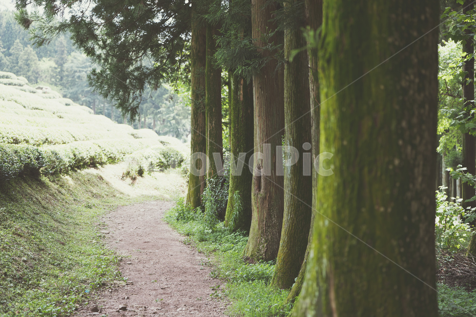 보성녹차밭,나무,힐링,감성,전라도,자연,풍경,nature,landscape,한국자연풍경,한국자연경관,korea nature landscape,tree,plant,식물