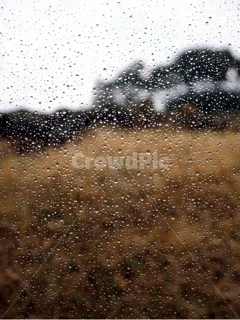 rain,창문,비,자연,nature,비,비오는날,rain,rainy