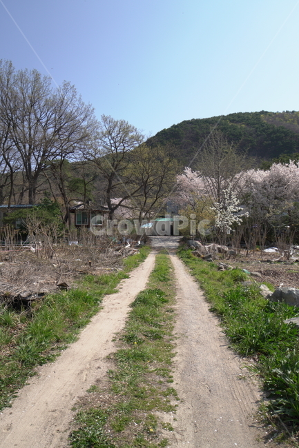 ground,바닥,흙길,도로,자연,시골,시골길,풍경