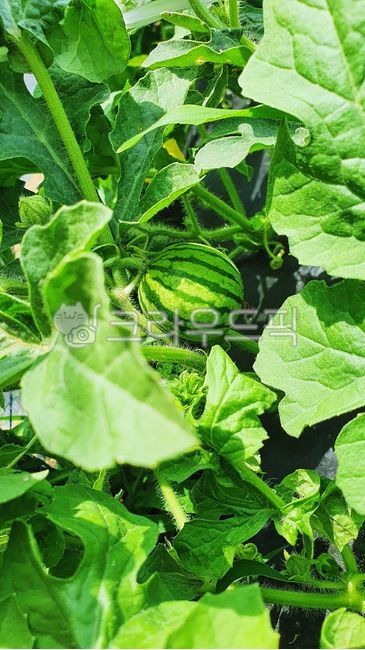 수박,watermelon,배경화면,수박배경,여름배경화면,초록,green,식물,plant,애플수박,미니수박,과일,여름과일,여름,summer,여름사진공모전,자연,nature