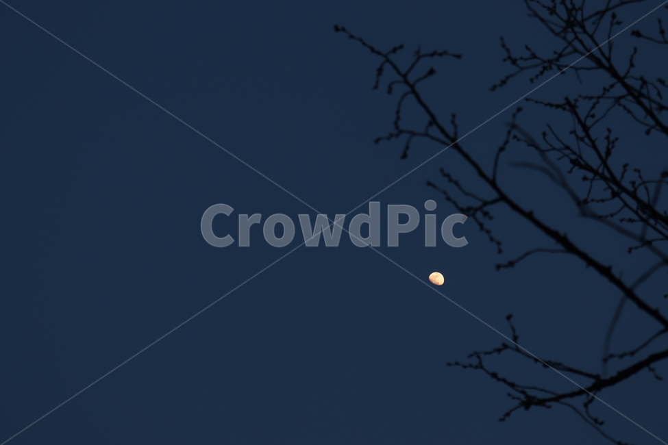 밤,달,나뭇가지,자연,달빛,night,moon,branch,moonlight,자연,풍경,nature,landscape,야경,밤,nightscape,night,outdoors,옥외