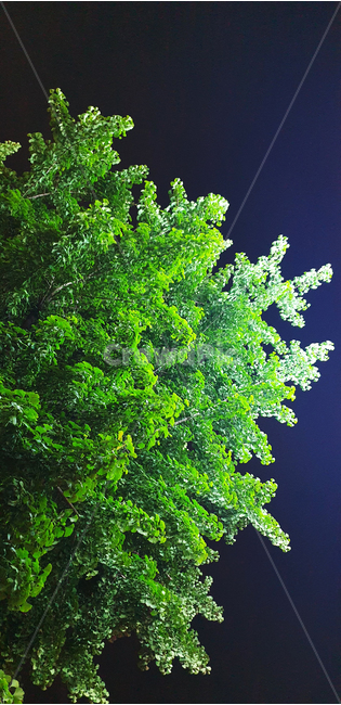 나무,밤하늘,밤,자연,식물,tree,wood
