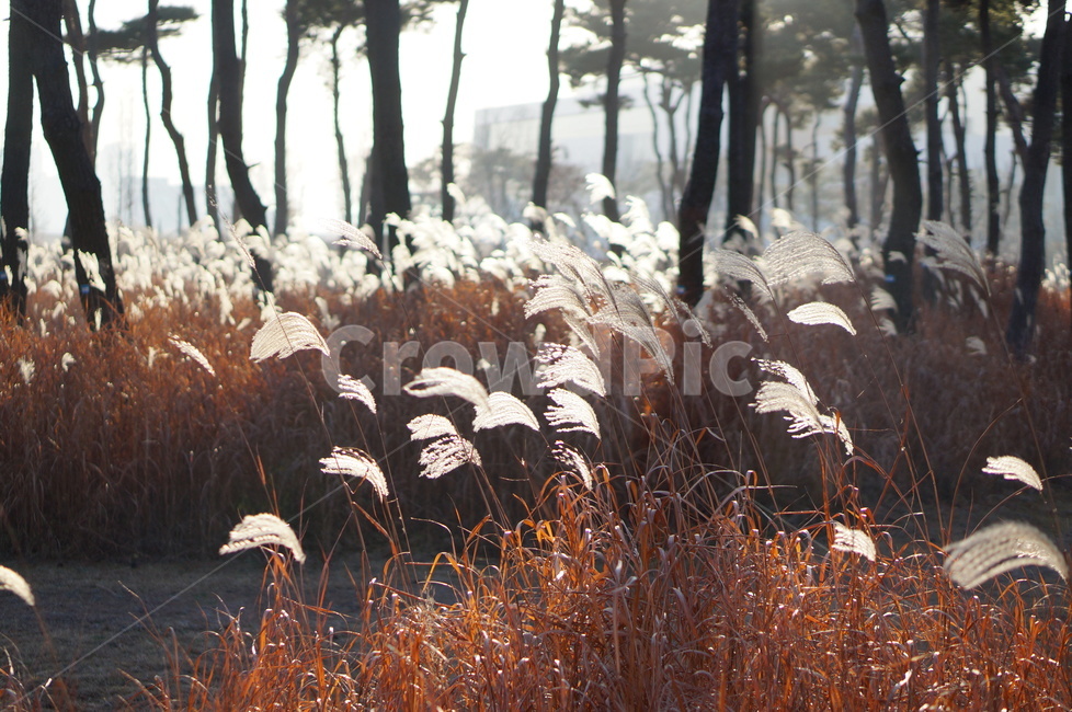 소나무,숲,억새,햇빛,풍경,겨울,grass,잔디,plant,식물,lawn,reed,갈대
