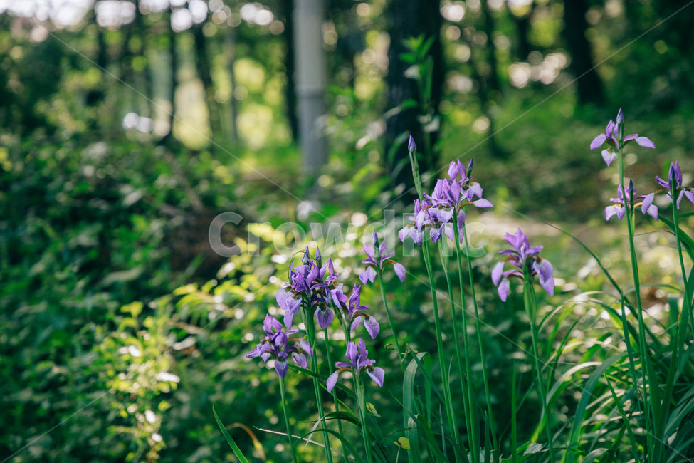 붓꽃,꽃,초록,풀,풀잎,보라,자연,싱그러움,햇살,식물,자연,plants,nature,꽃,flower
