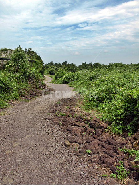 오시록헌농로,밭,농작물,제주,올레14코스,올레길,농로,자연,풍경,nature,landscape,dirt road,흙길,road,도로,gravel,자갈,ground,바닥