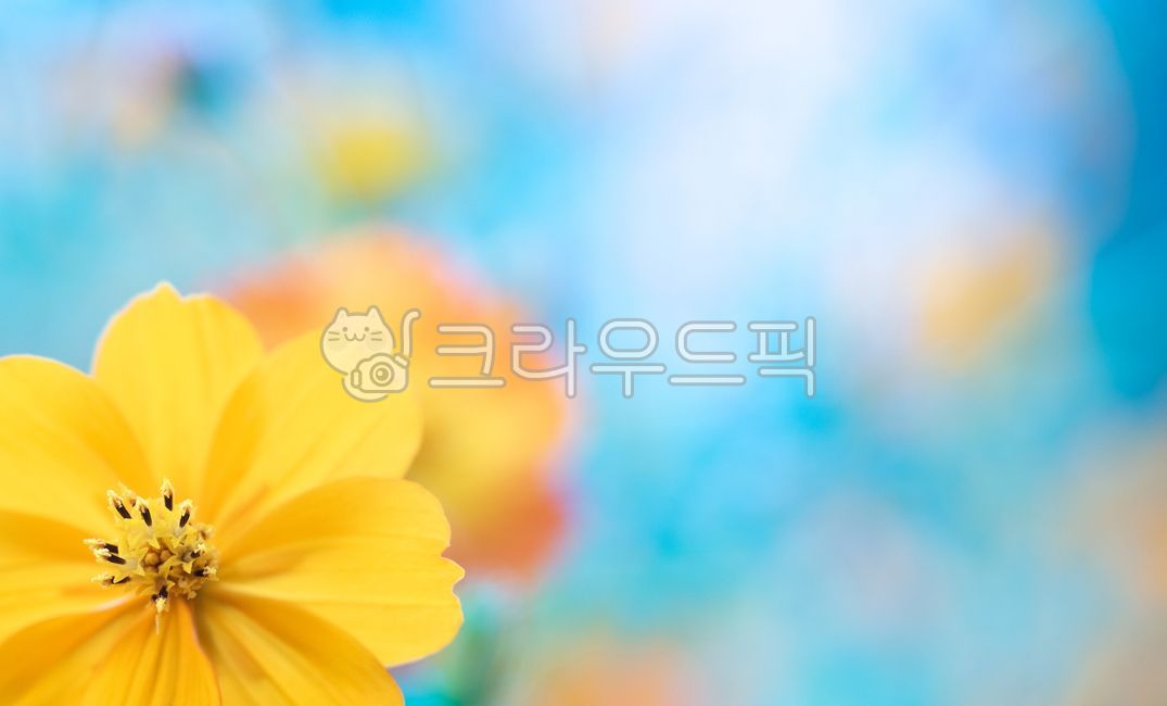 sky,blue sky,petal,plant,yellow,yellow flower,sky and flower,flower