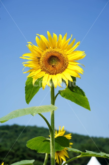 해바라기,꽃,가을,일편단심,sunflower,식물,자연,plants,nature,꽃,flower
