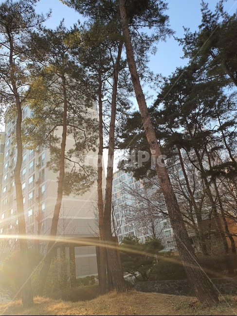 flare,햇빛,나무,숲,큰