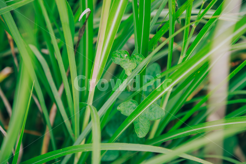 갈대,가을,식물,자연,초록,억새,식물,자연,plants,nature