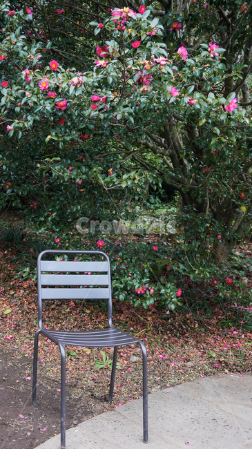 정원,정원길,아련,꽃풍경,동백꽃,garden,gardenroad,camellia