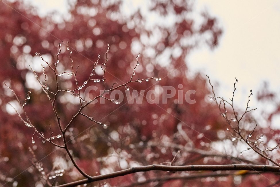 가을,단풍,따뜻함,쓸쓸함,낙엽,가을,계절,fall,autumn,season,식물,자연,plants,nature