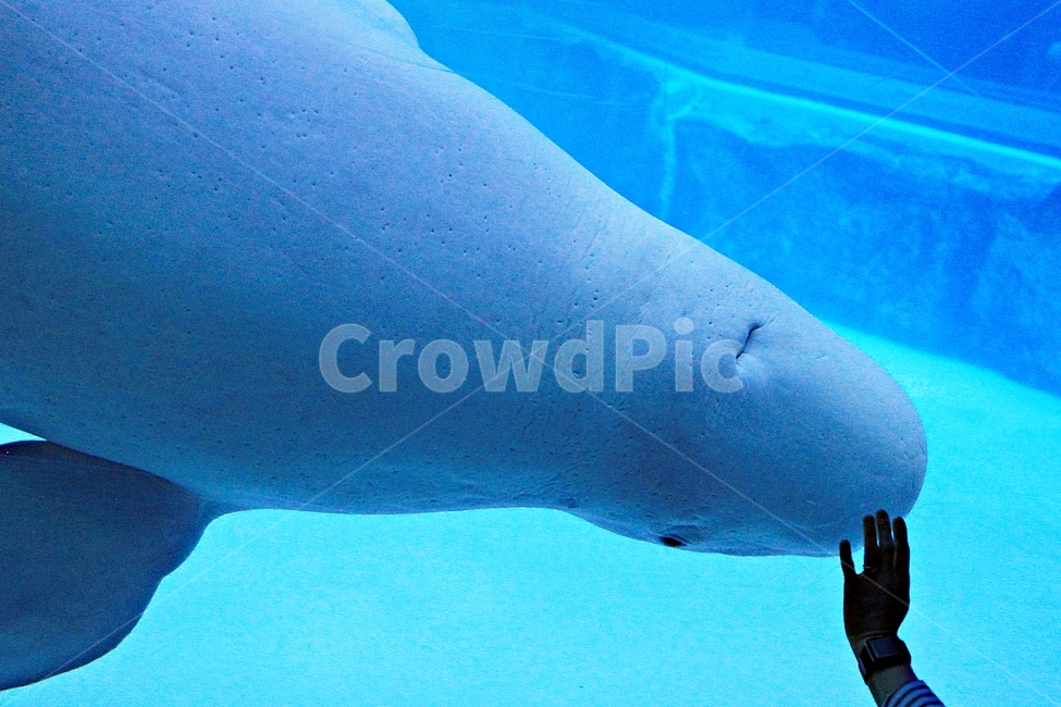 돌고래,고래,아쿠아리움,수족관,포유류,물,동물,animal,포유류,mammal