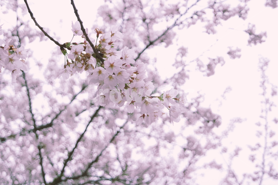 벚꽃,나무,꽃,식물,감성,하늘,맑음,분홍,나들이,봄,바람,자연,spring,landscape,scenery,scene,view,sight,pink,sensible,flower,힐링,healing,nature,wind,sky,tree,clear,blue,picnic,봄,계절,spring,season